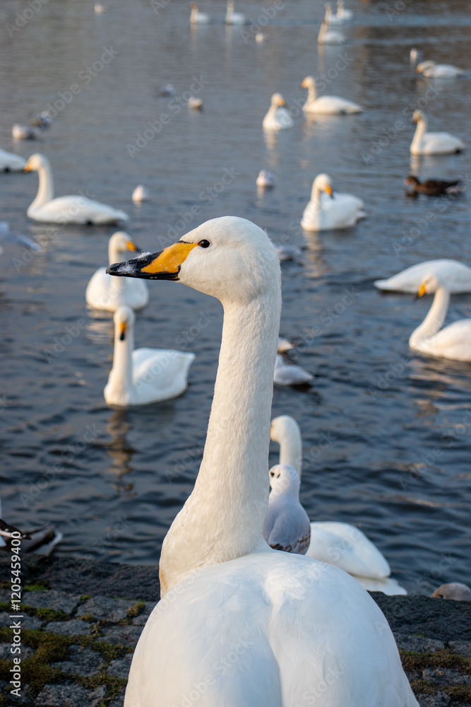 Fototapeta premium Reykjavik Swan
