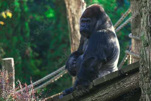 Obraz na płótnie Powerful gorilla sits contemplatively on a wooden platform amidst a forested environment. The natural setting enhances the majestic presence of this primate, highlighting its strength and tranquility w salonie