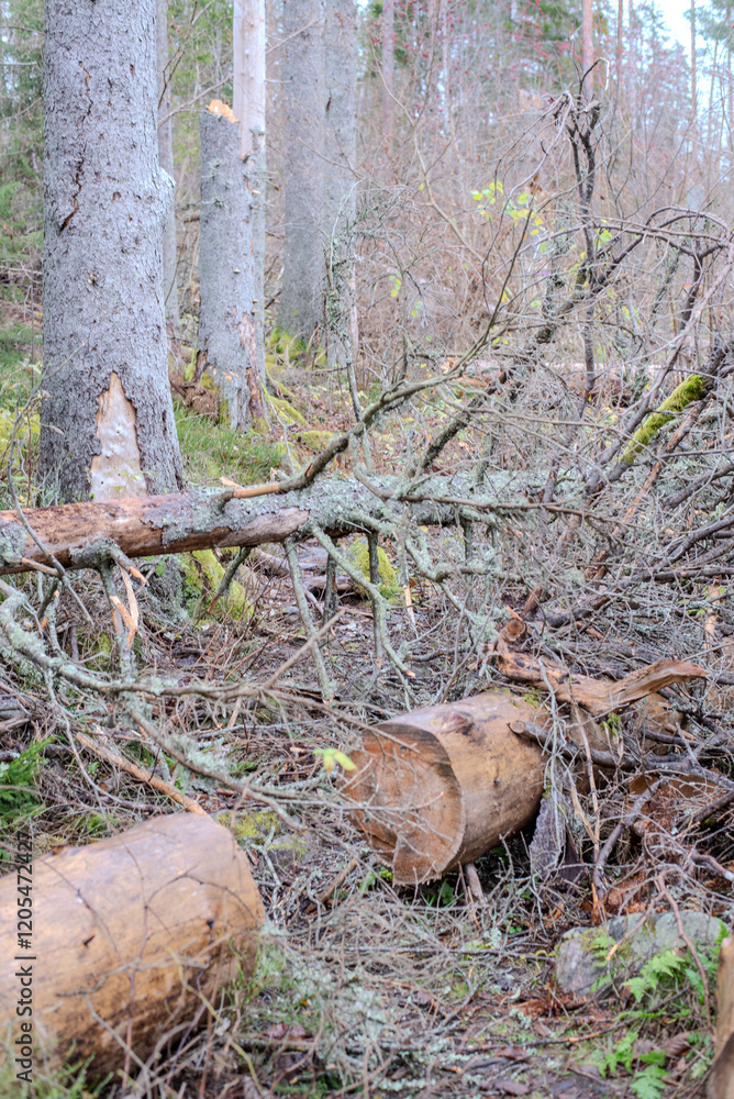 Felled trees in Garphyttan Nationalpark Felled trees in Garphyttan Nationalpark