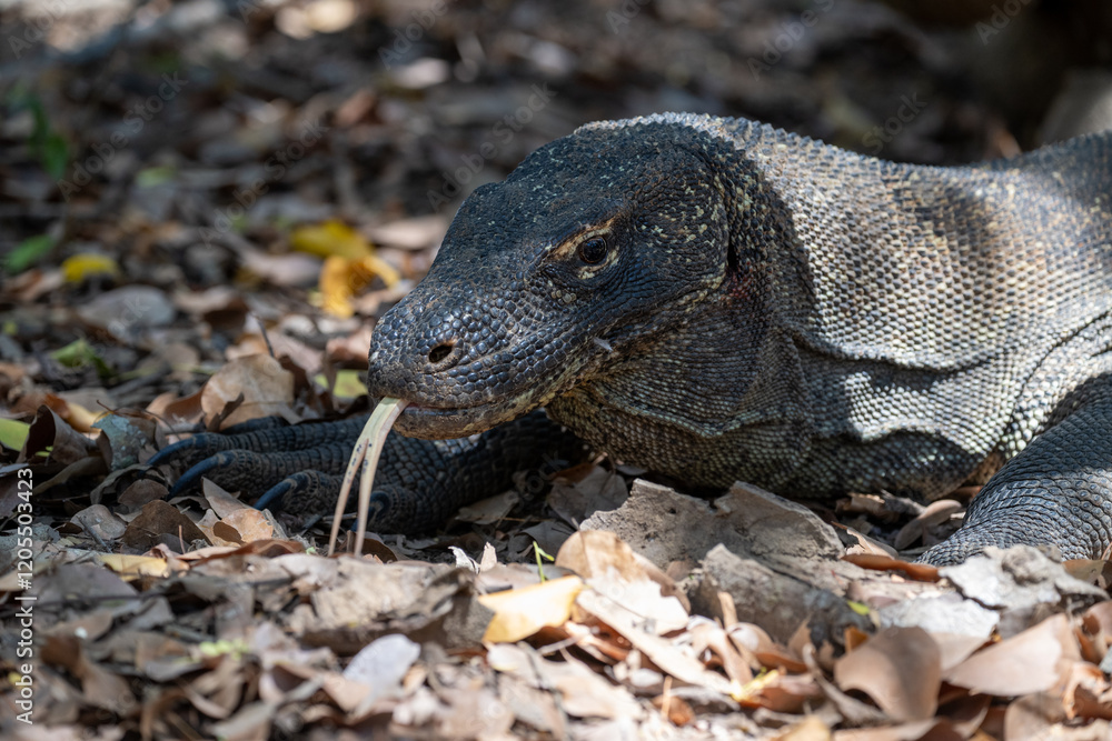 Obraz premium Portrait of a Komodo Dragon (Varanus komodoensis) on Komodo island, Indonesia