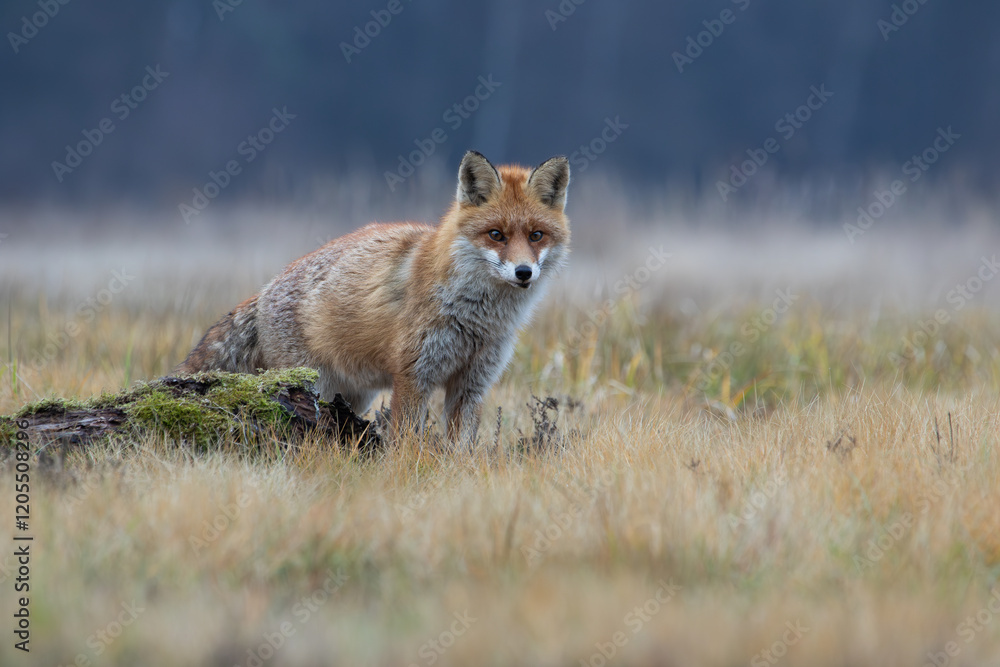 Obraz premium Fox on an autumn meadow