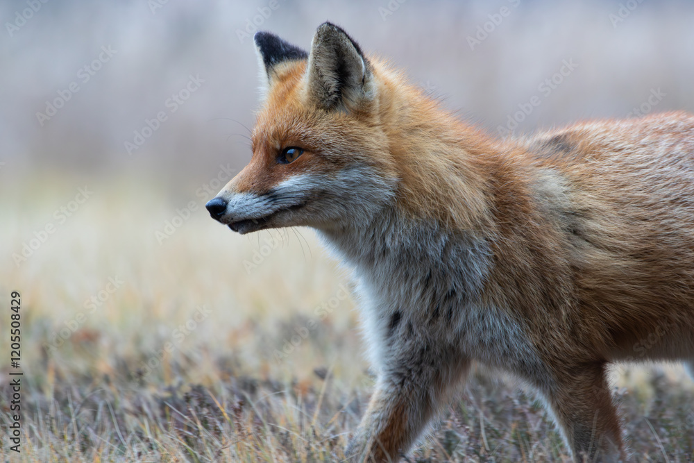 Fototapeta premium A fox observing something carefully