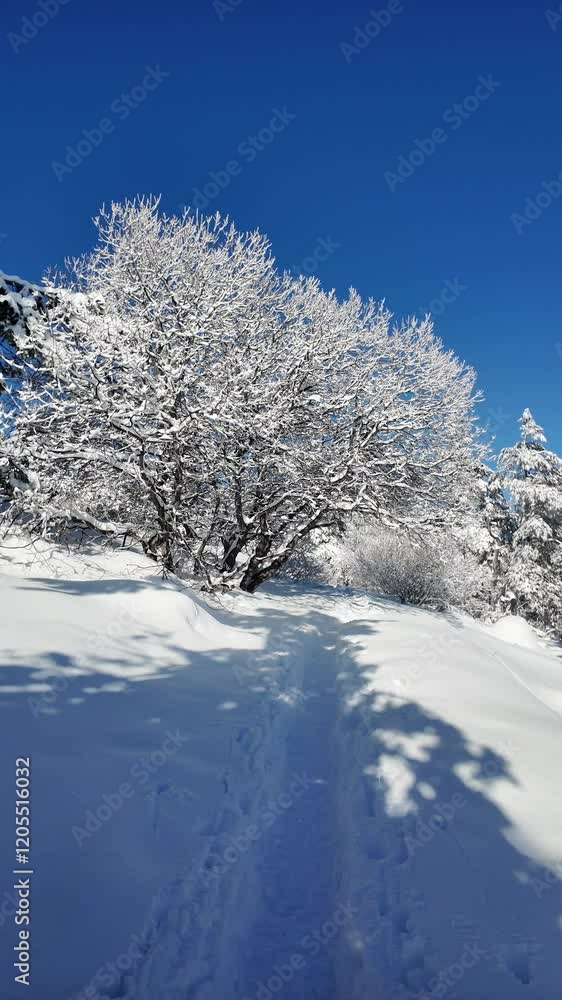 Amazing Winter landscape of Vitosha Mountain, Sofia City Region, Bulgaria Amazing Winter landscape of Vitosha Mountain, Sofia City Region, Bulgaria