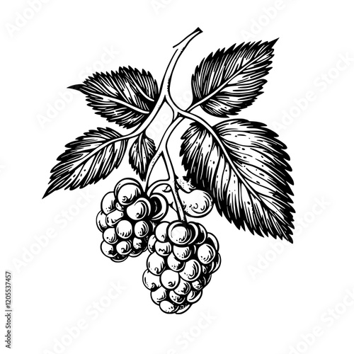 Grapes hanging delicately on the vine, showcasing intricate leaves in a monochrome illustration style