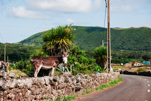 Landscapes at Graciosa Island, Azores travel destination, Portugal. photo