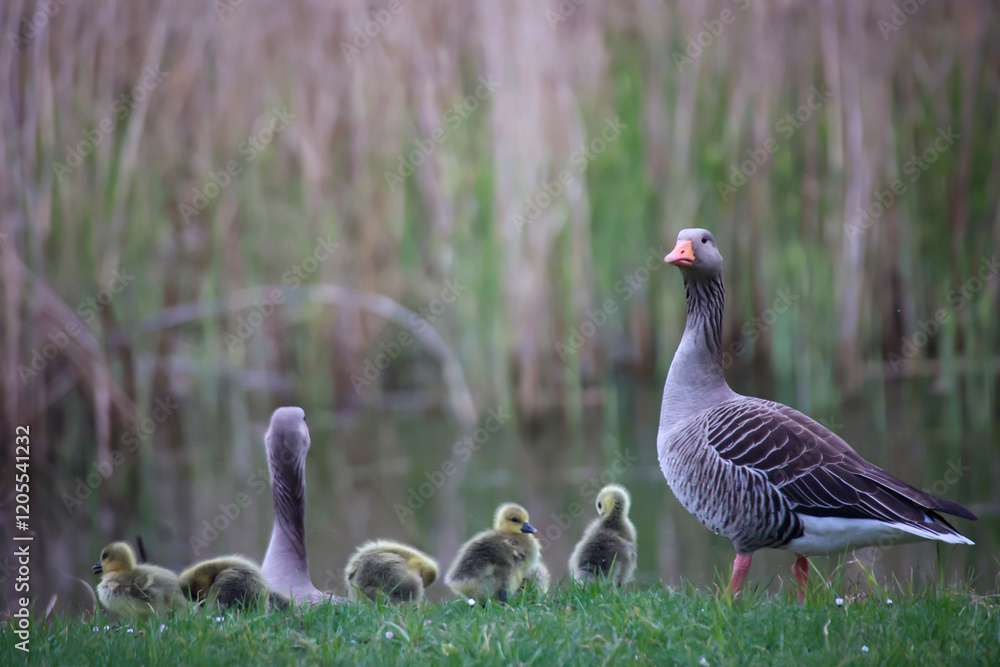 Eine Familie Graugänse an einem Dorfteich. Eine Familie Graugänse an einem Dorfteich.