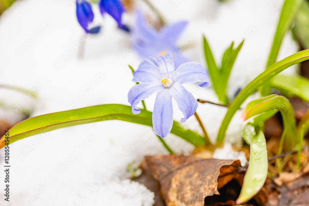 spring flowers