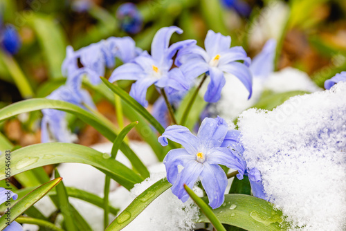 Obraz na płótnie spring flowers in the snow w salonie