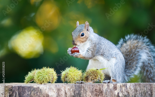 Grey squirrel eating sweet chestnut fruit on a tree stump in autumn photo