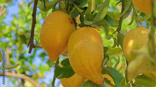 yellow lemons hanging on branch