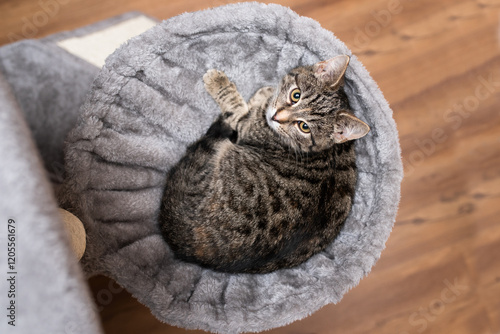 Cute cat lying on the sofa. cat relaxing at home