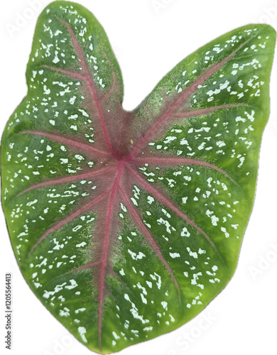 Caladium photo