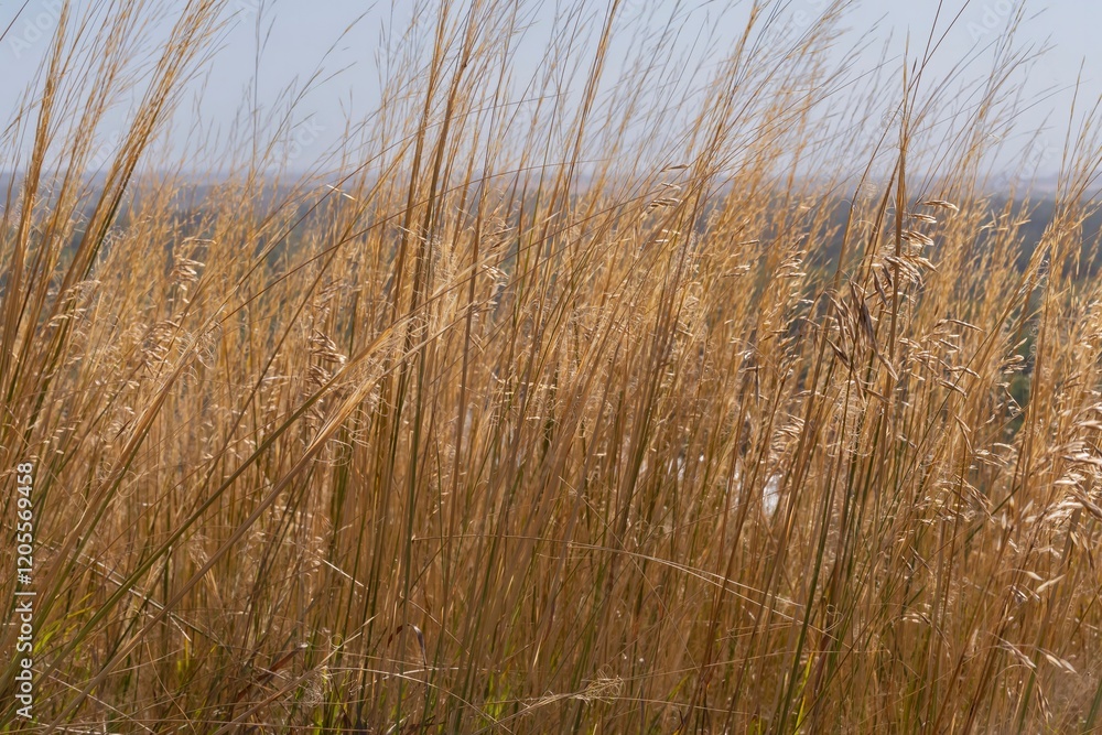 Beautiful landscape with a long dry grass on the sunrise Beautiful landscape with a long dry grass on the sunrise