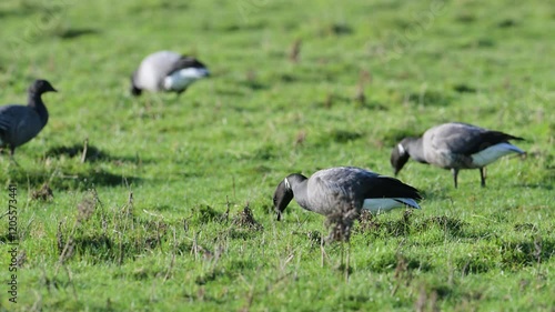Brent Goose, Branta bernicla - birds on marshes, Devon, England