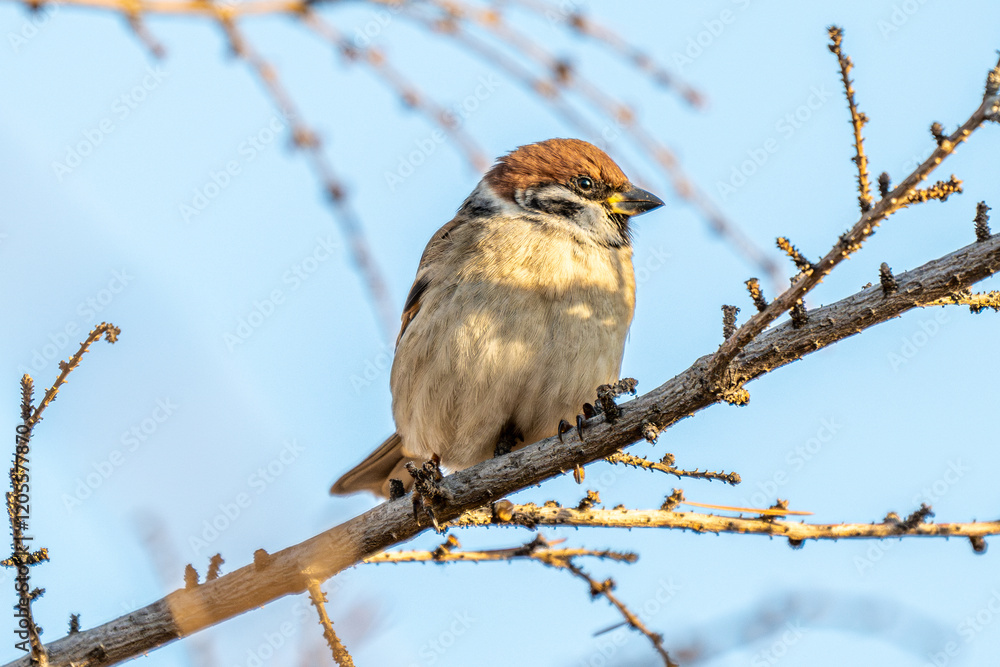 Fototapeta premium Eurasian tree sparrow