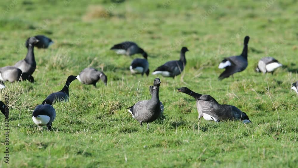 Brent Goose, Branta bernicla - birds on marshes, Devon, England Brent Goose, Branta bernicla - birds on marshes, Devon, England