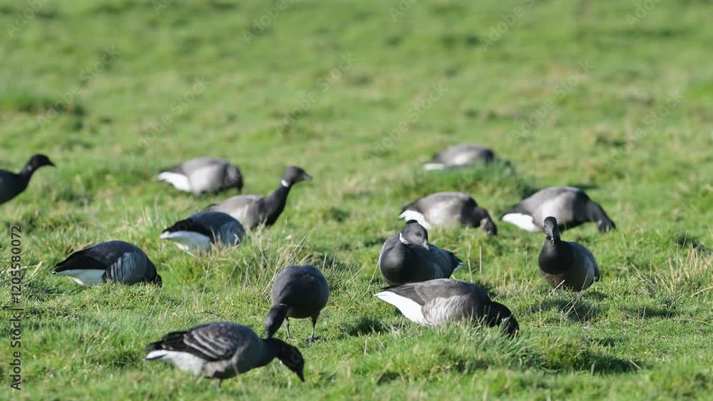 Brent Goose, Branta bernicla - birds on marshes, Devon, England