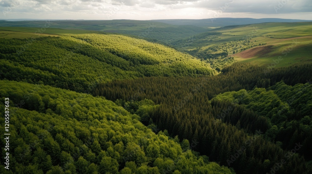 Fototapeta premium Panoramic View of Green Forested Valley with Contrasting Light and Shadows in Hilly Terrain