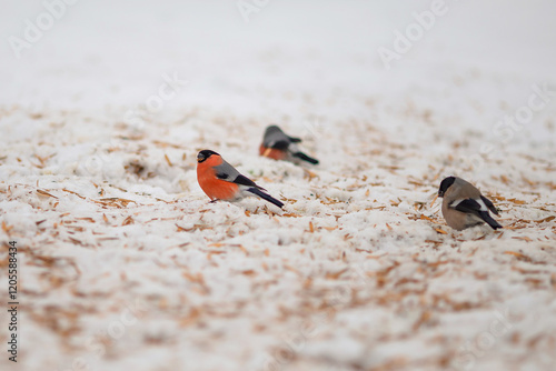 bullfinches sit on the snow photo