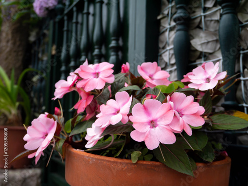 Принти на полотні Pale pink impatiens flowering plants in the pot garden