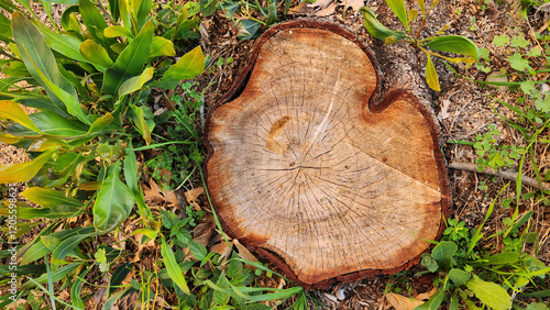 Coarse-grained texture of the basal section of a felled Blue leaf wattle (Acacia cyanophylla) photo