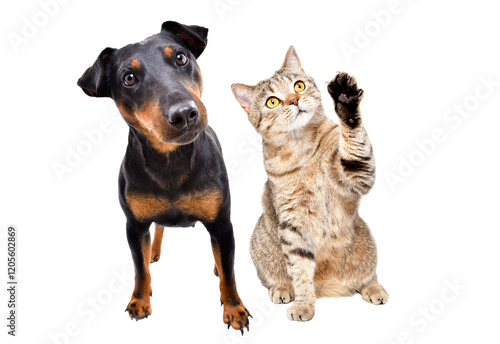 Curious dog of breed Jagdterrier and cat Scottish Straight isolated on white background