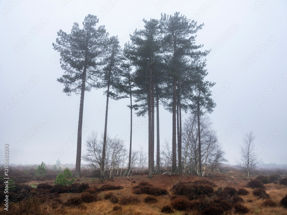 Obraz premium landscape of nature park Den Treek near Amersfoort in the netherlands during mist