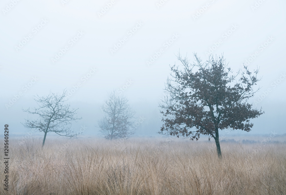 landscape of nature park Den Treek near Amersfoort in the netherlands during mist landscape of nature park Den Treek near Amersfoort in the netherlands during mist