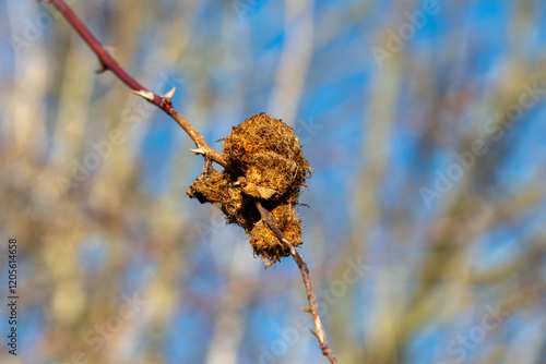 Robin's pin cushion gall (rose bedeguar gall) on a rose in the winter, with a blue sky and blurred background, in England UK. photo