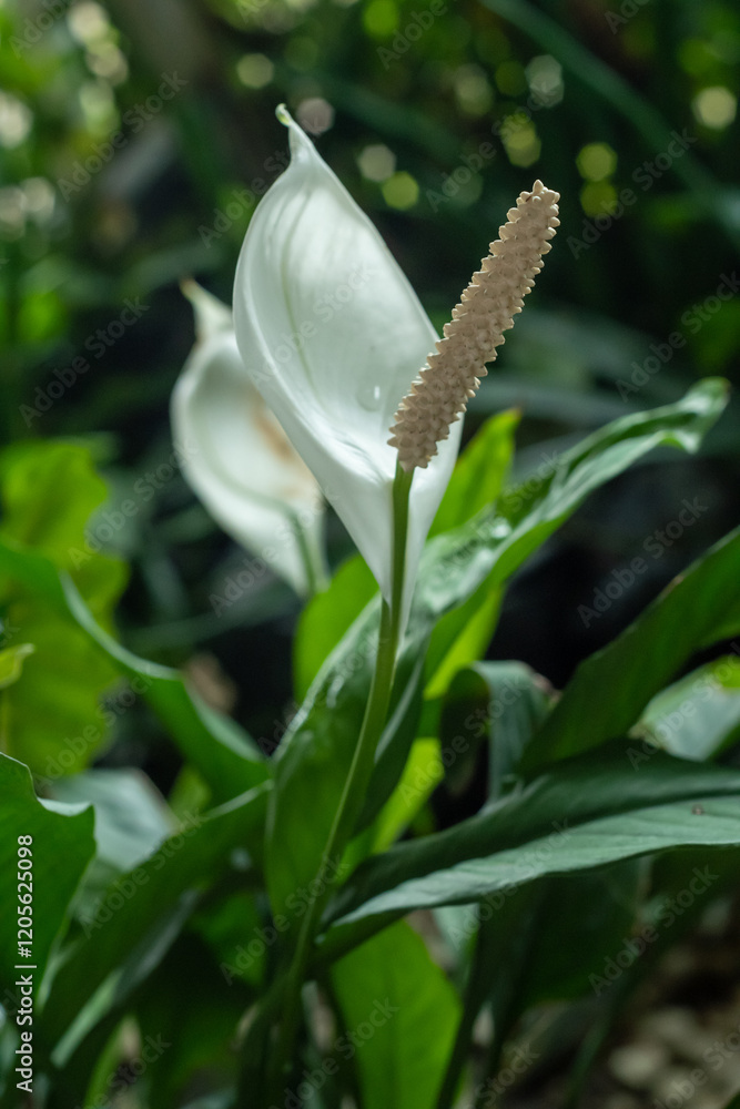 Obraz premium Spathiphyllum wallisii