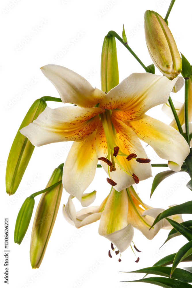 Fototapeta premium Large white lily flowers isolated on white background