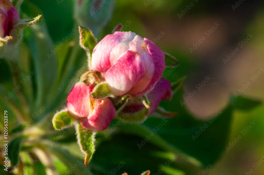 Close-up of a pink flower bud in an apple orchard, highlighting spring bloom and organic gardening. Close-up of a pink flower bud in an apple orchard, highlighting spring bloom and organic gardening.