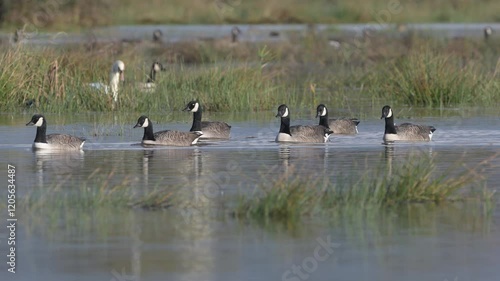 Canada Goose, Branta canadensis birds in flight over winter Marshes, Devon, England