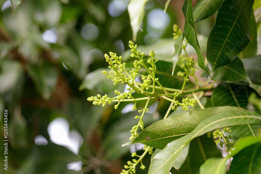 Obraz premium Mango blossoms are blooming before fruiting..The mango bouquet of mango flower is bloom in the nature