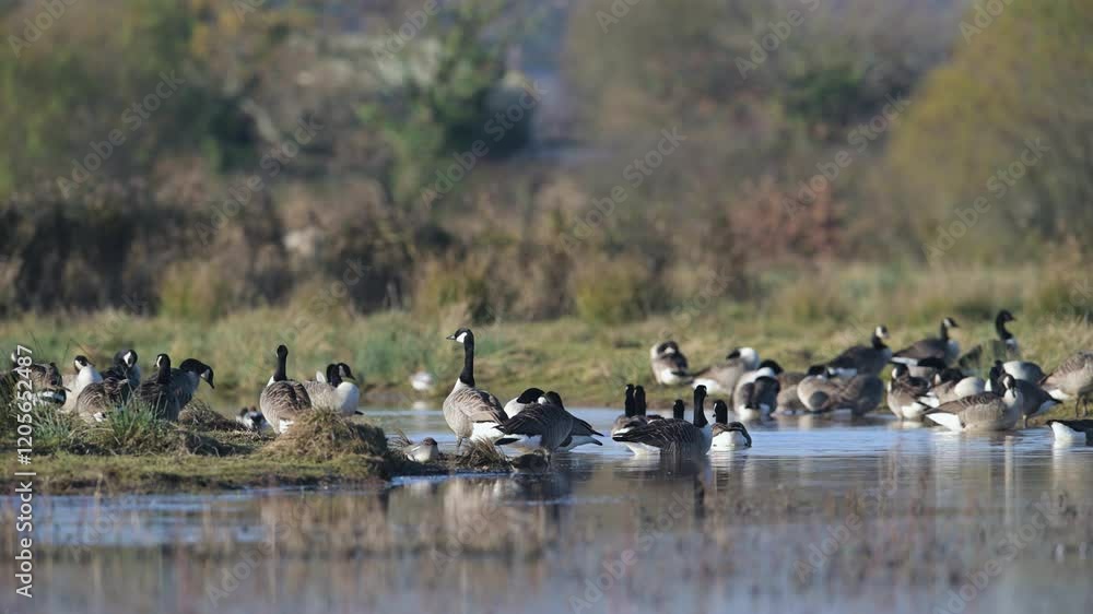 Canada Goose, Branta canadensis birds in flight over winter Marshes, Devon, England Canada Goose, Branta canadensis birds in flight over winter Marshes, Devon, England