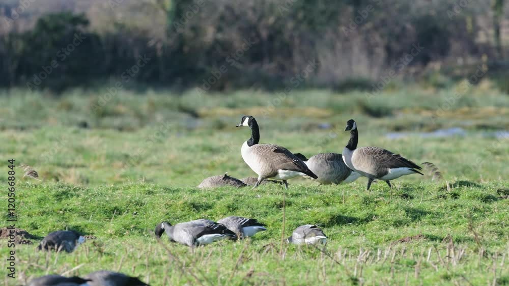 Canada Goose, Branta canadensis birds in flight over winter Marshes, Devon, England Canada Goose, Branta canadensis birds in flight over winter Marshes, Devon, England
