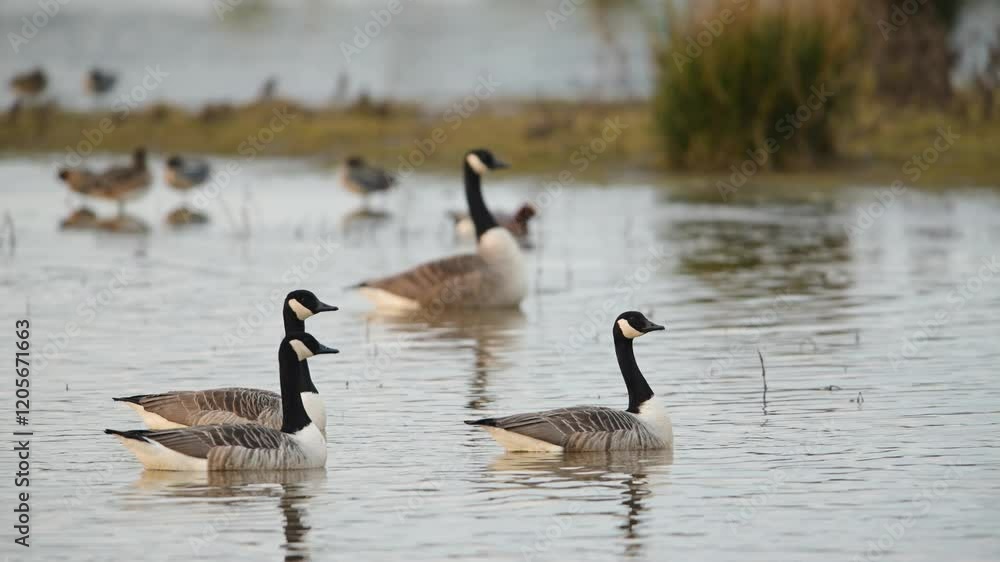 Canada Goose, Branta canadensis birds in flight over winter Marshes, Devon, England Canada Goose, Branta canadensis birds in flight over winter Marshes, Devon, England
