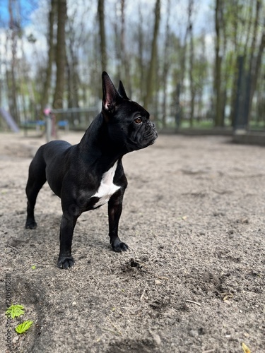 Plakat French Bulldog 