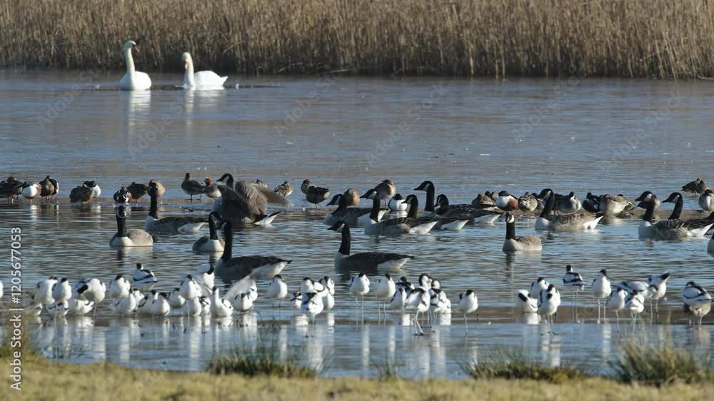 Canada Goose, Branta canadensis birds in flight over winter Marshes, Devon, England Canada Goose, Branta canadensis birds in flight over winter Marshes, Devon, England