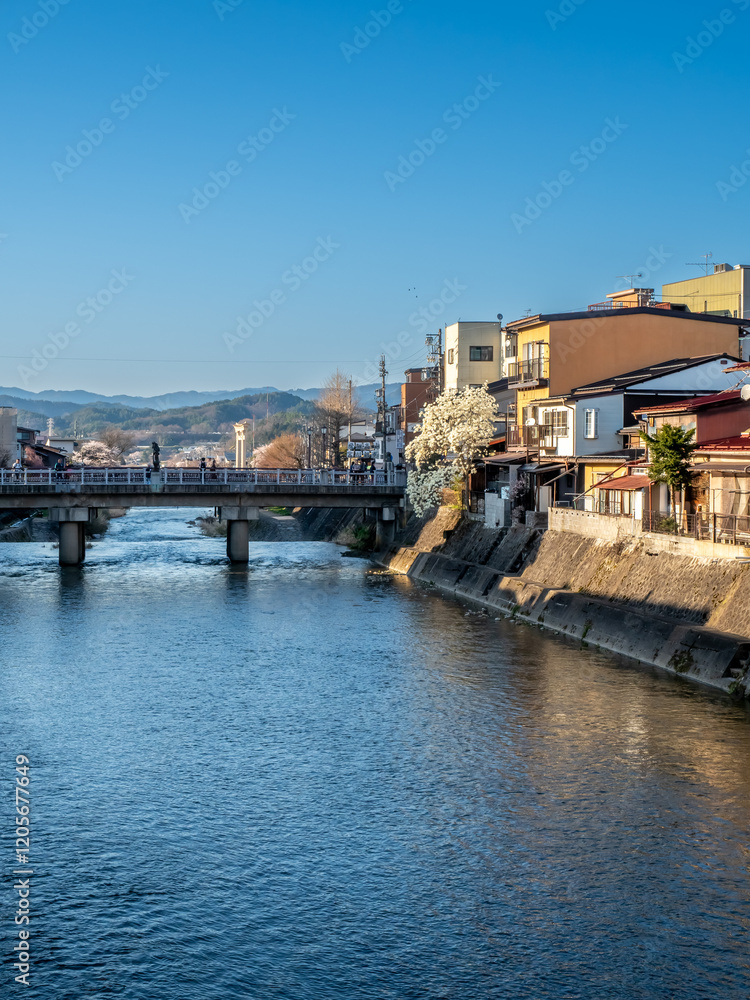 Obraz premium Full blooming cherry blossom tree, sakura blooming, in spring season all the town in Takayama, Japan, under clear blue sky