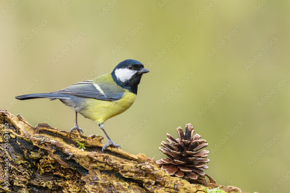 Fototapeta premium Great Tit, Scientific name: Parus major. Close up of a Great Tit in Winter, facing right on a gnarled log with pine cone. Alert with head up. Clean background with copy space. Horizontal.