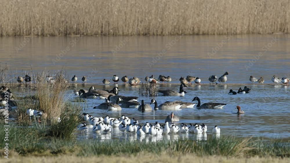 Canada Goose, Branta canadensis birds in flight over winter Marshes, Devon, England Canada Goose, Branta canadensis birds in flight over winter Marshes, Devon, England