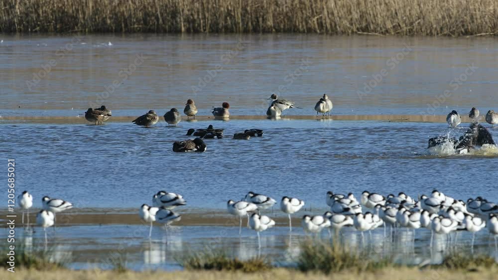 Canada Goose, Branta canadensis birds in flight over winter Marshes, Devon, England Canada Goose, Branta canadensis birds in flight over winter Marshes, Devon, England