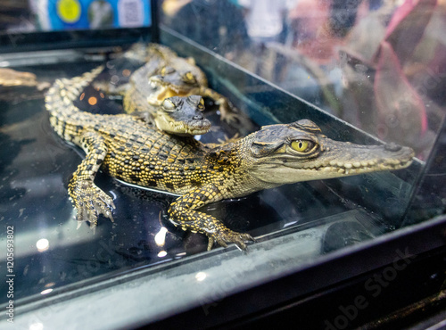 Rear view of a Thai baby crocodile with its long in the foreground, focus selective