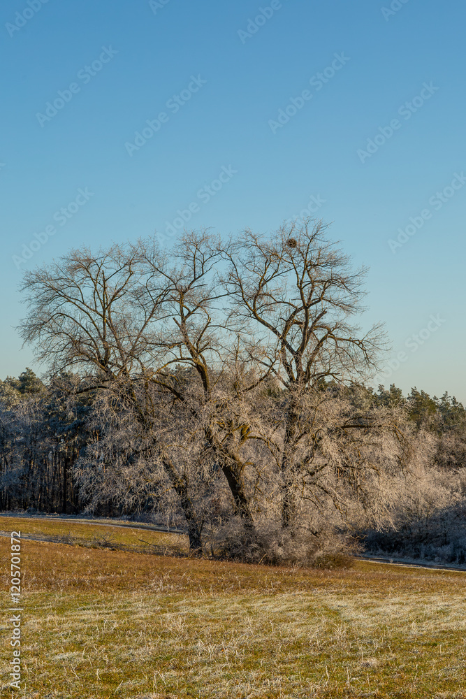 Solitary tree near Grüningen, Germany takenon a winter day in January 2025 Solitary tree near Grüningen, Germany takenon a winter day in January 2025