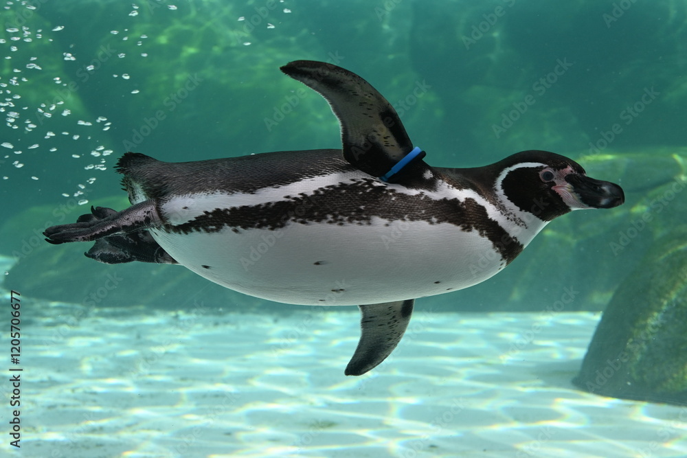 Fototapeta premium 泳ぐペンギン