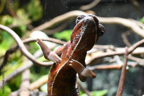 愛嬌のあるカメレオン