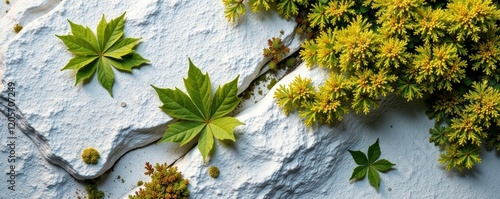 White granite surface covered with lush dense lichen, dense, nature, rock photo