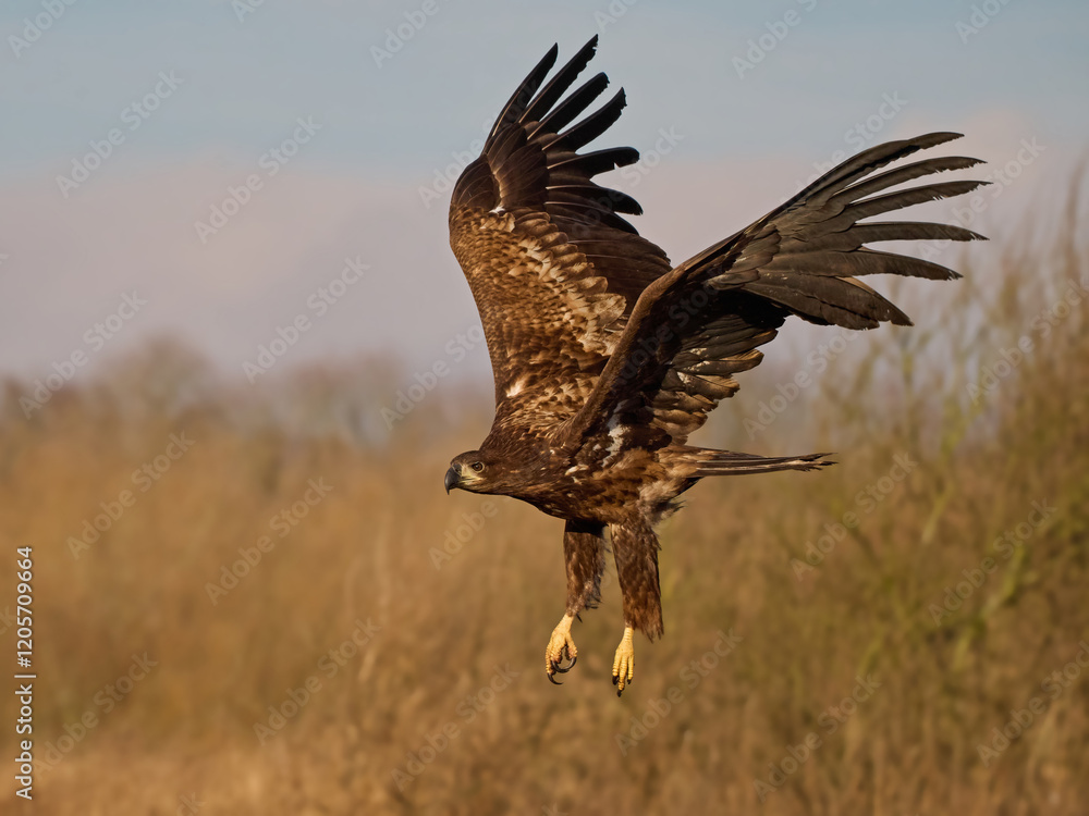 Fototapeta premium White-tailed eagle (haliaeetus albicilla)