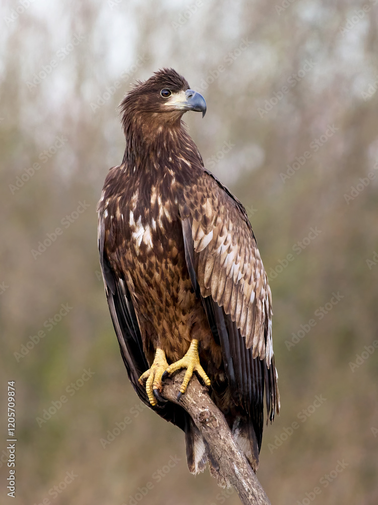 White-tailed eagle (haliaeetus albicilla)